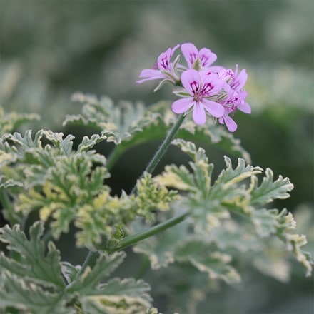 Pelargonium Lady Plymouth