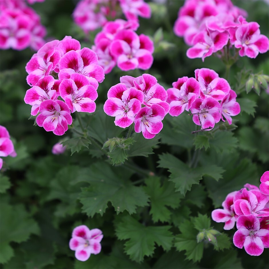 <i>Pelargonium</i> 'Pinkerbell'