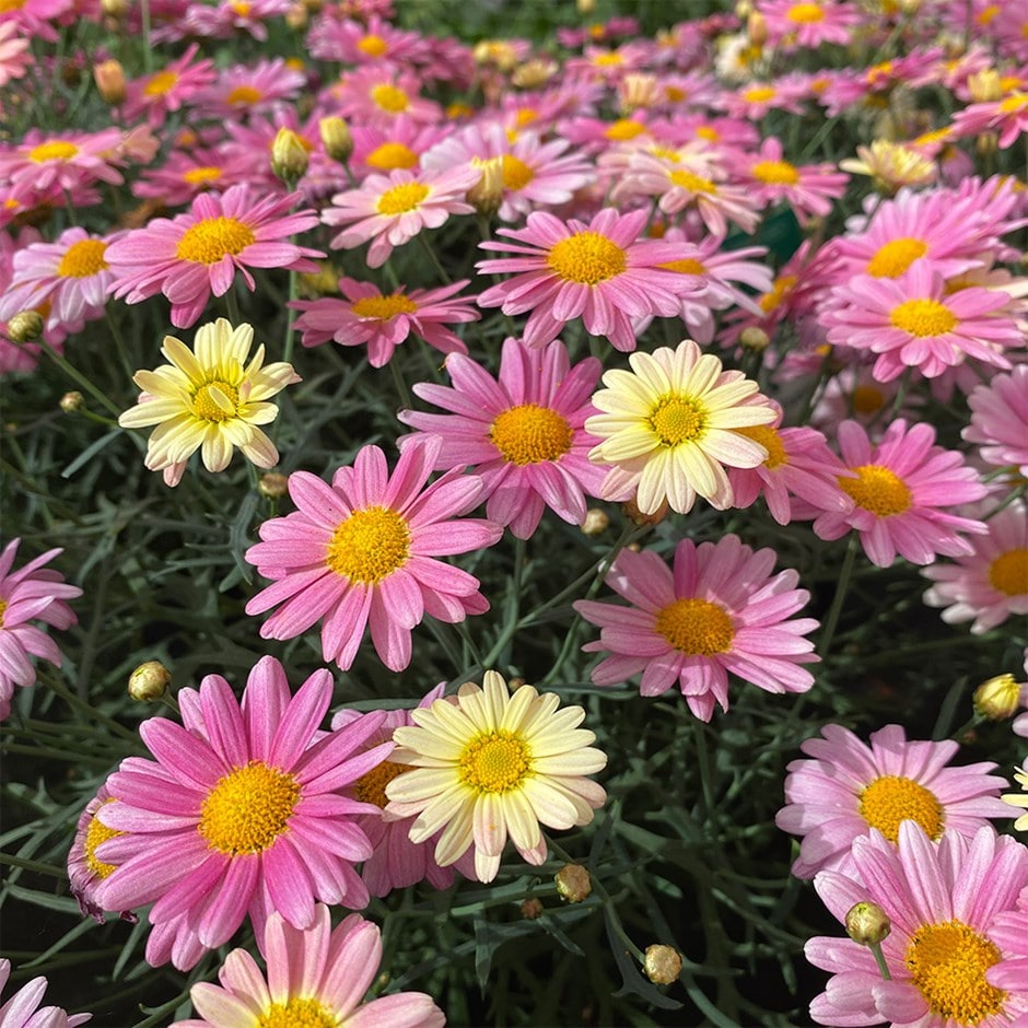 <i>marguerite</i> 'Aramis Lemon & Pink'