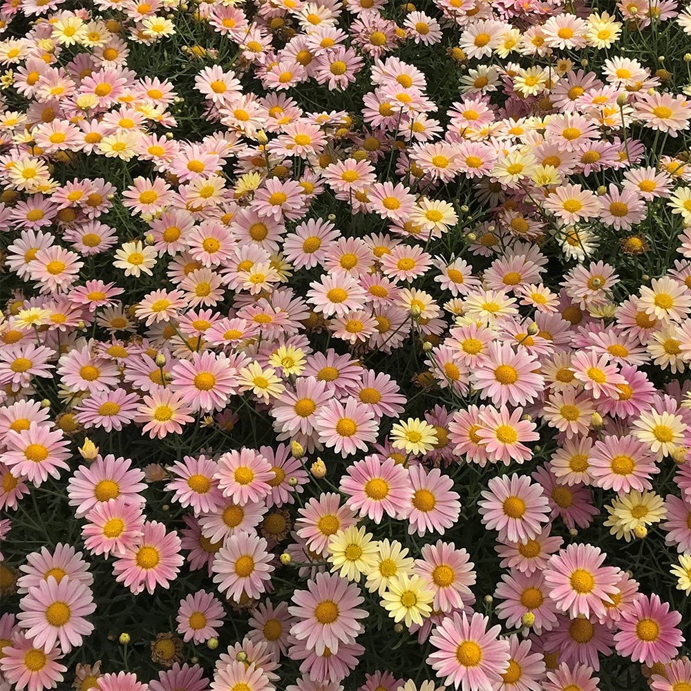<i>marguerite</i> 'Aramis Lemon & Pink'