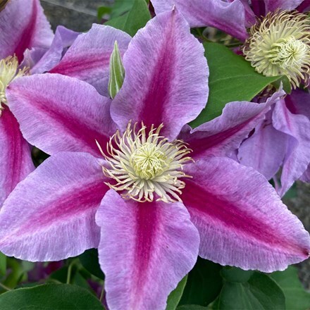 Clematis Queen's Nurse ('EviGsy159') (PBR)