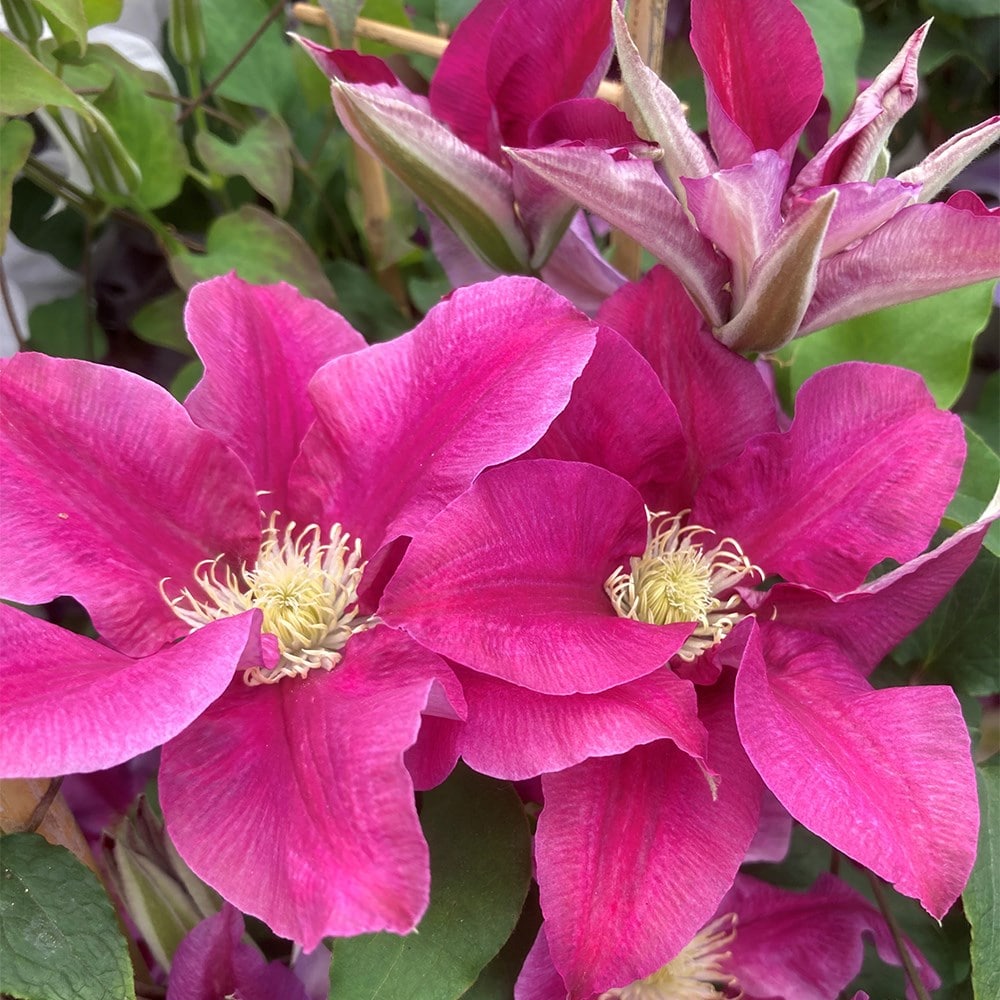 <i>Clematis</i> <b class=small-caps>Queen's Nurse</b> ('EviGsy159') (PBR)