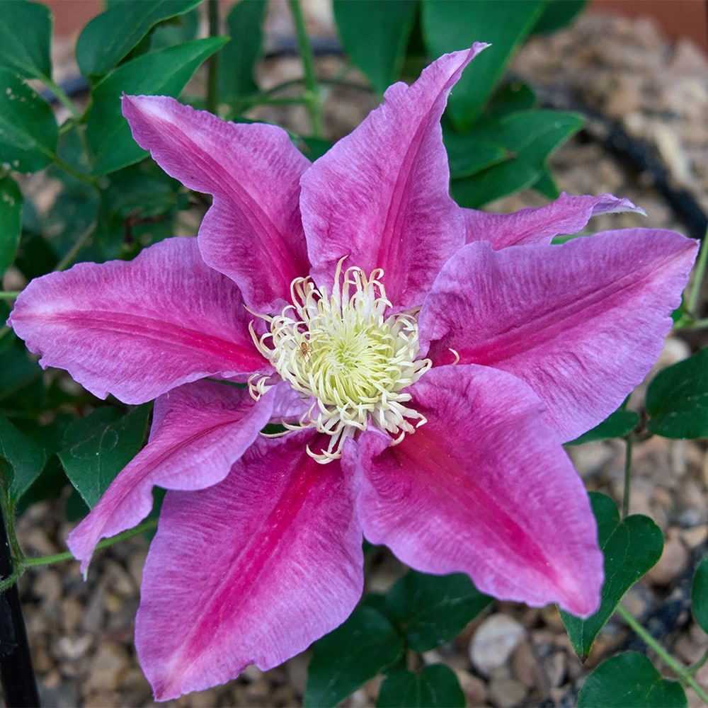 <i>Clematis</i> <b class=small-caps>Queen's Nurse</b> ('EviGsy159') (PBR)