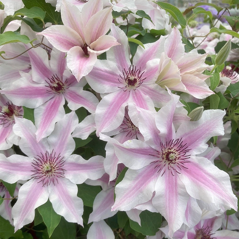 <i>Clematis</i> <b class=small-caps>Ithemba</b> ('EviGsy157') (PBR)