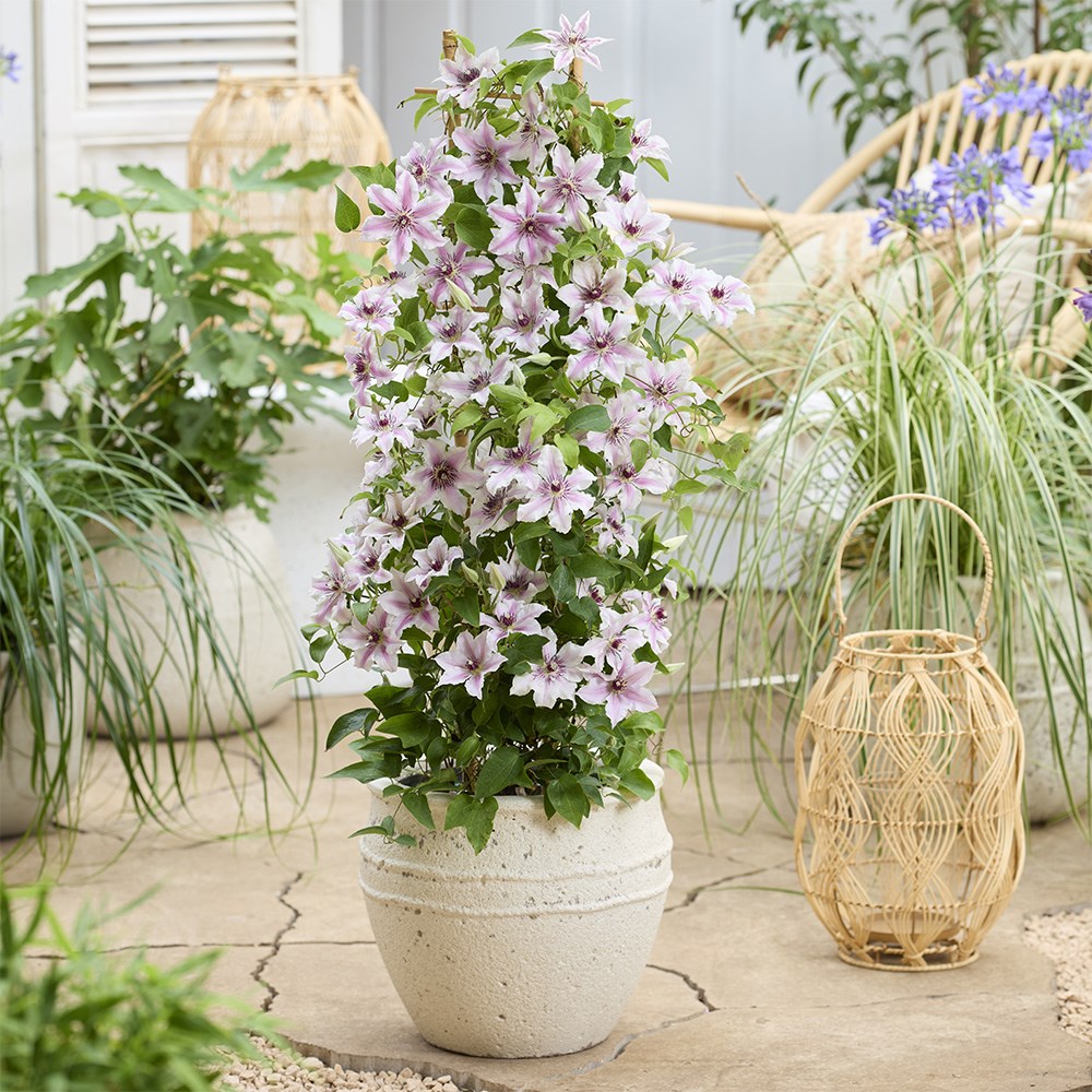 <i>Clematis</i> <b class=small-caps>Ithemba</b> ('EviGsy157') (PBR)