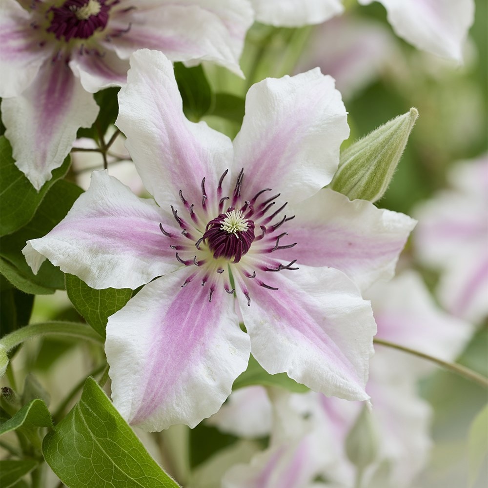 <i>Clematis</i> <b class=small-caps>Ithemba</b> ('EviGsy157') (PBR)