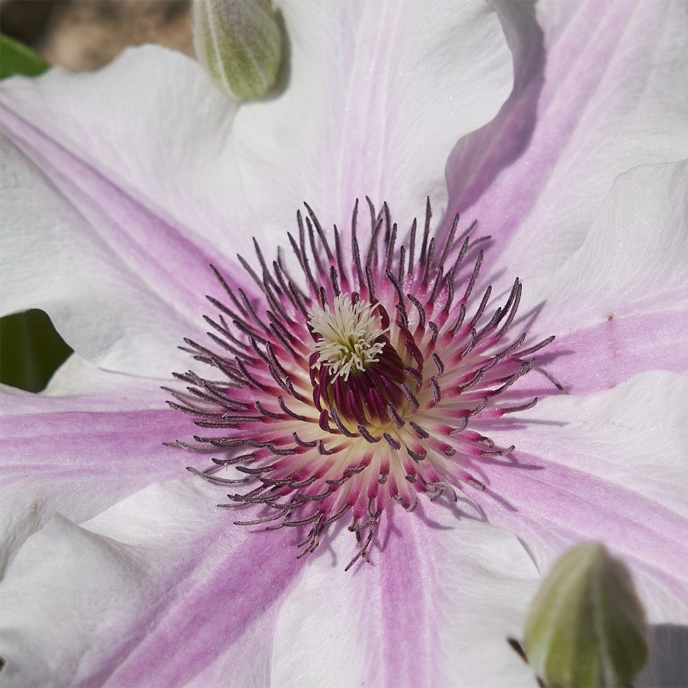 <i>Clematis</i> <b class=small-caps>Ithemba</b> ('EviGsy157') (PBR)