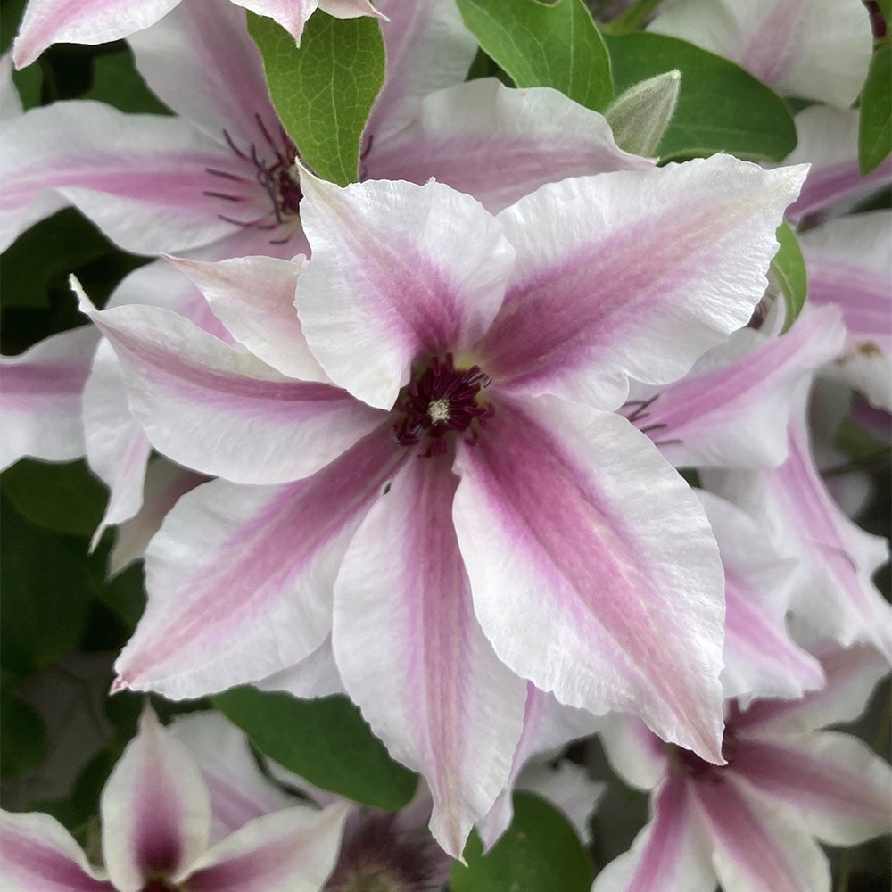<i>Clematis</i> <b class=small-caps>Ithemba</b> ('EviGsy157') (PBR)
