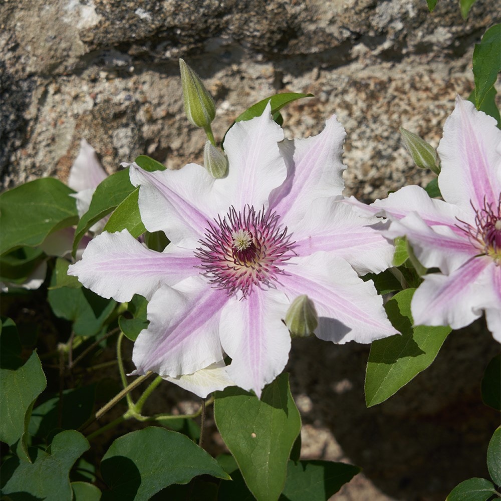 <i>Clematis</i> <b class=small-caps>Ithemba</b> ('EviGsy157') (PBR)