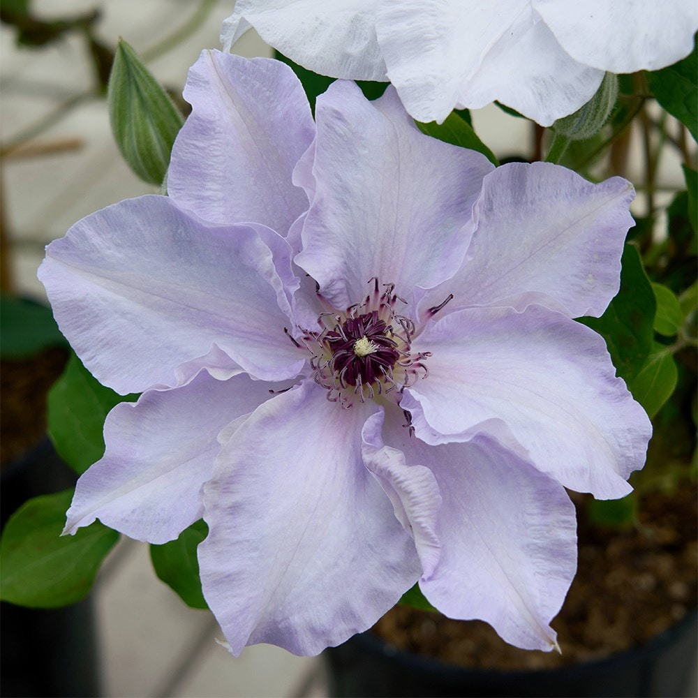 late large flowered clematis (group 3)