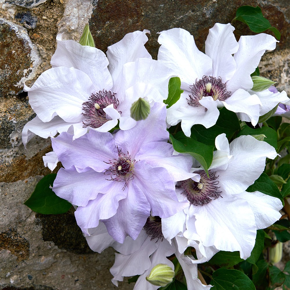 <i>Clematis</i> <b class=small-caps>Eliza</b>™ ('EviGsy158') (PBR)