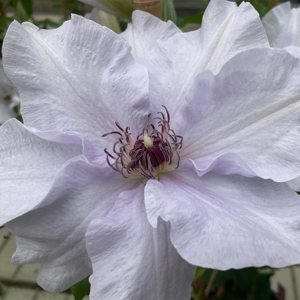 <i>Clematis</i> <b class=small-caps>Eliza</b>™ ('EviGsy158') (PBR)