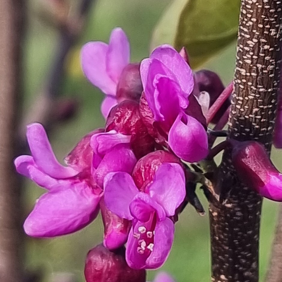<i>Cercis</i> 'Blue Lagoon'