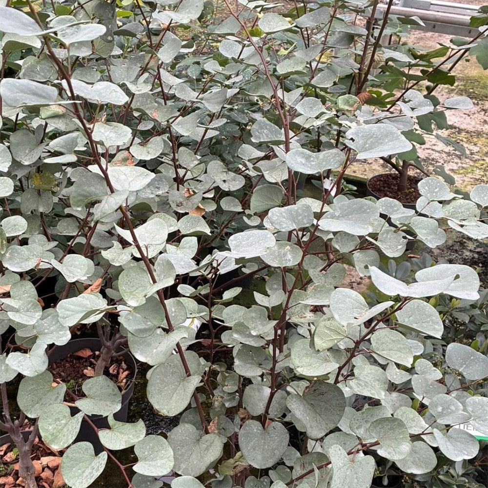 <i>Cercis</i> 'Blue Lagoon'