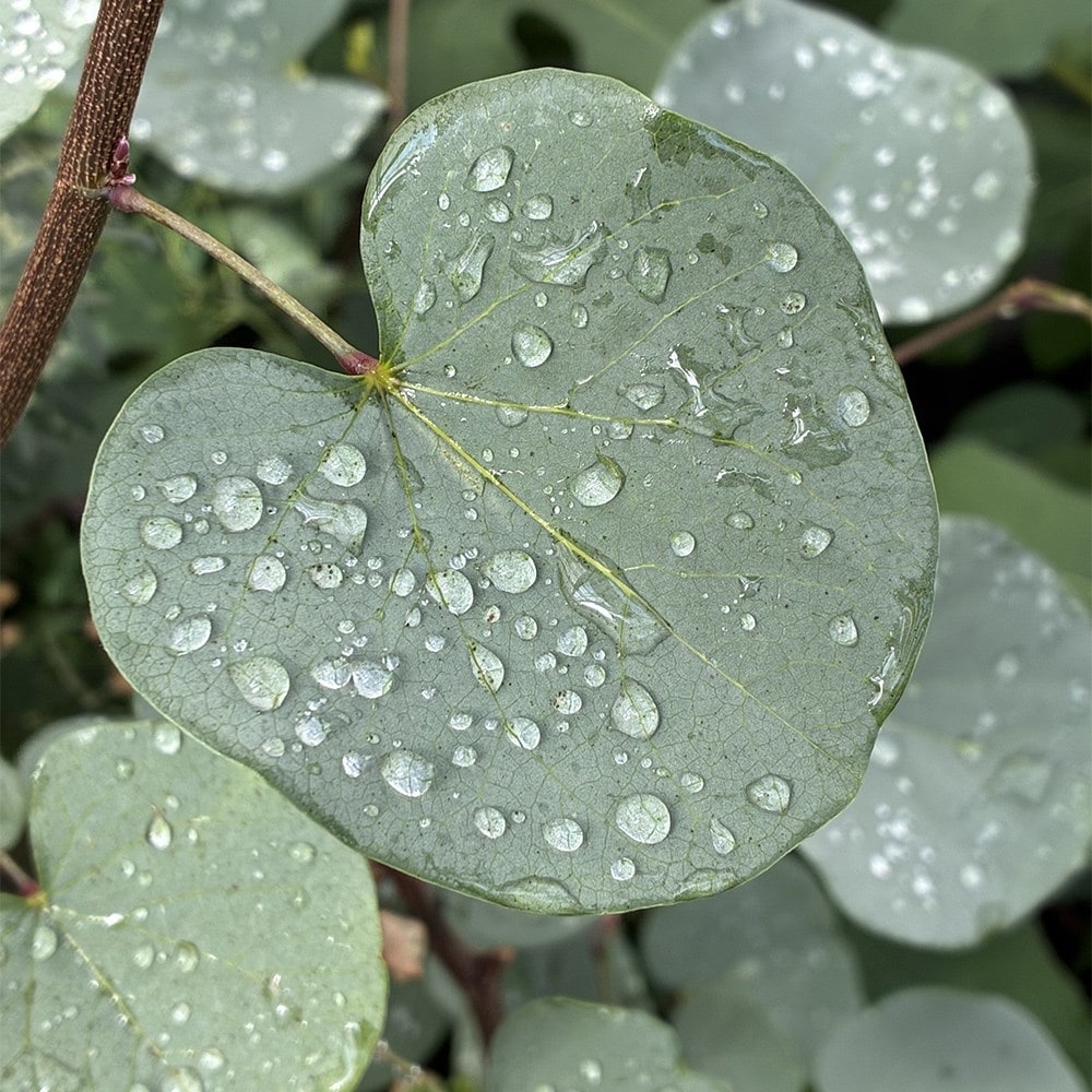 <i>Cercis</i> 'Blue Lagoon'