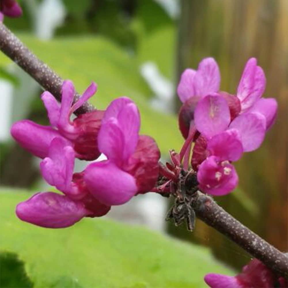 <i>Cercis</i> 'Blue Lagoon'