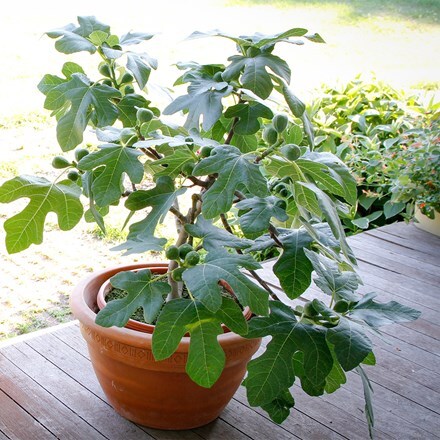 Ficus Fignomenal ('PT-DF-14') (PBR)