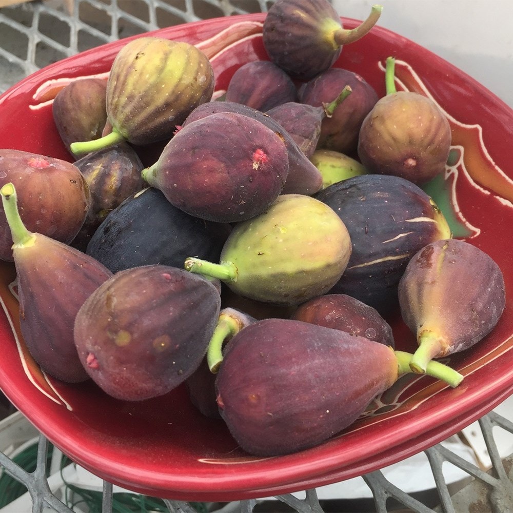 fig <b class=small-caps>Fignomenal</b> ('PT-DF-14') (PBR)