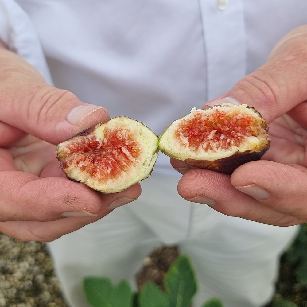 fig <b class=small-caps>Fignomenal</b> ('PT-DF-14') (PBR)