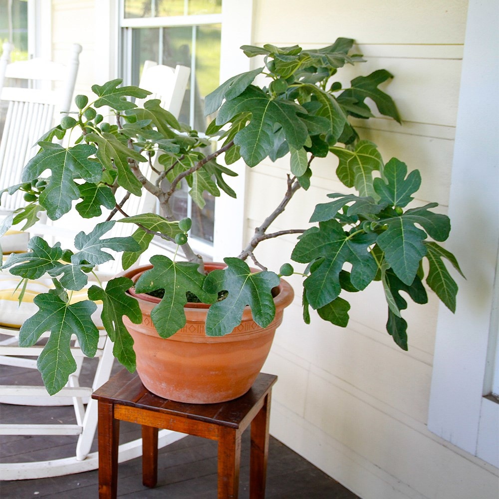 fig <b class=small-caps>Fignomenal</b> ('PT-DF-14') (PBR)