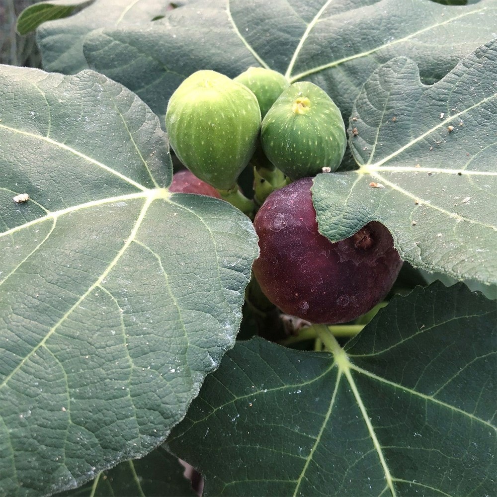 fig <b class=small-caps>Fignomenal</b> ('PT-DF-14') (PBR)