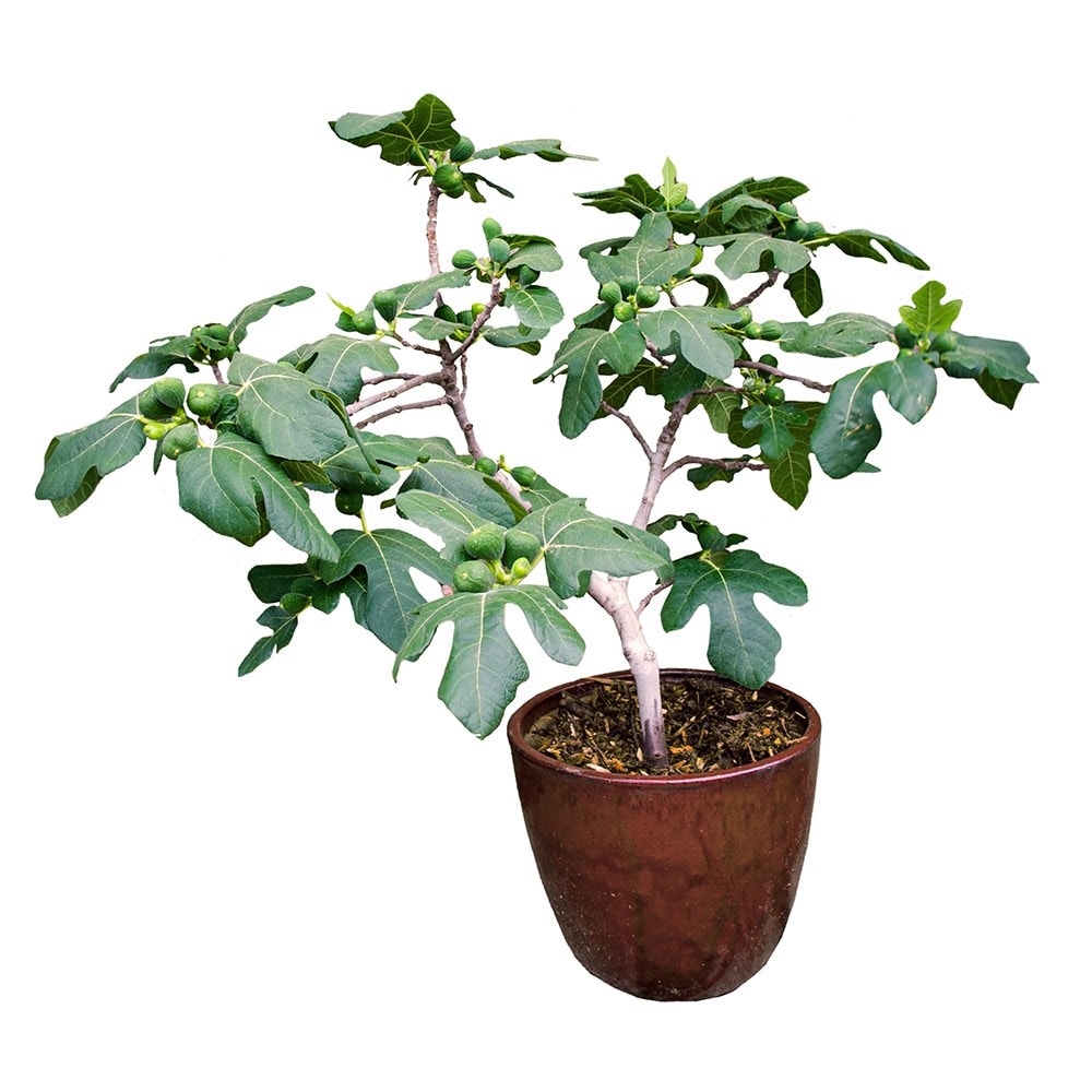 fig <b class=small-caps>Fignomenal</b> ('PT-DF-14') (PBR)