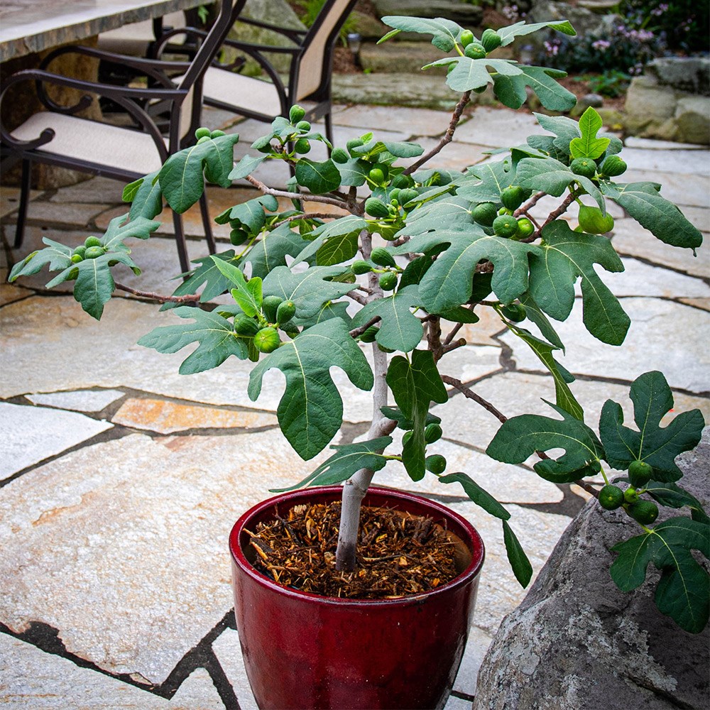 fig <b class=small-caps>Fignomenal</b> ('PT-DF-14') (PBR)