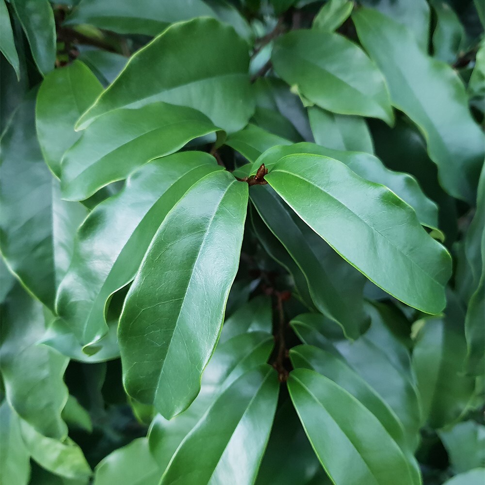 <i>Magnolia</i> 'Stellar Ruby' (PBR)