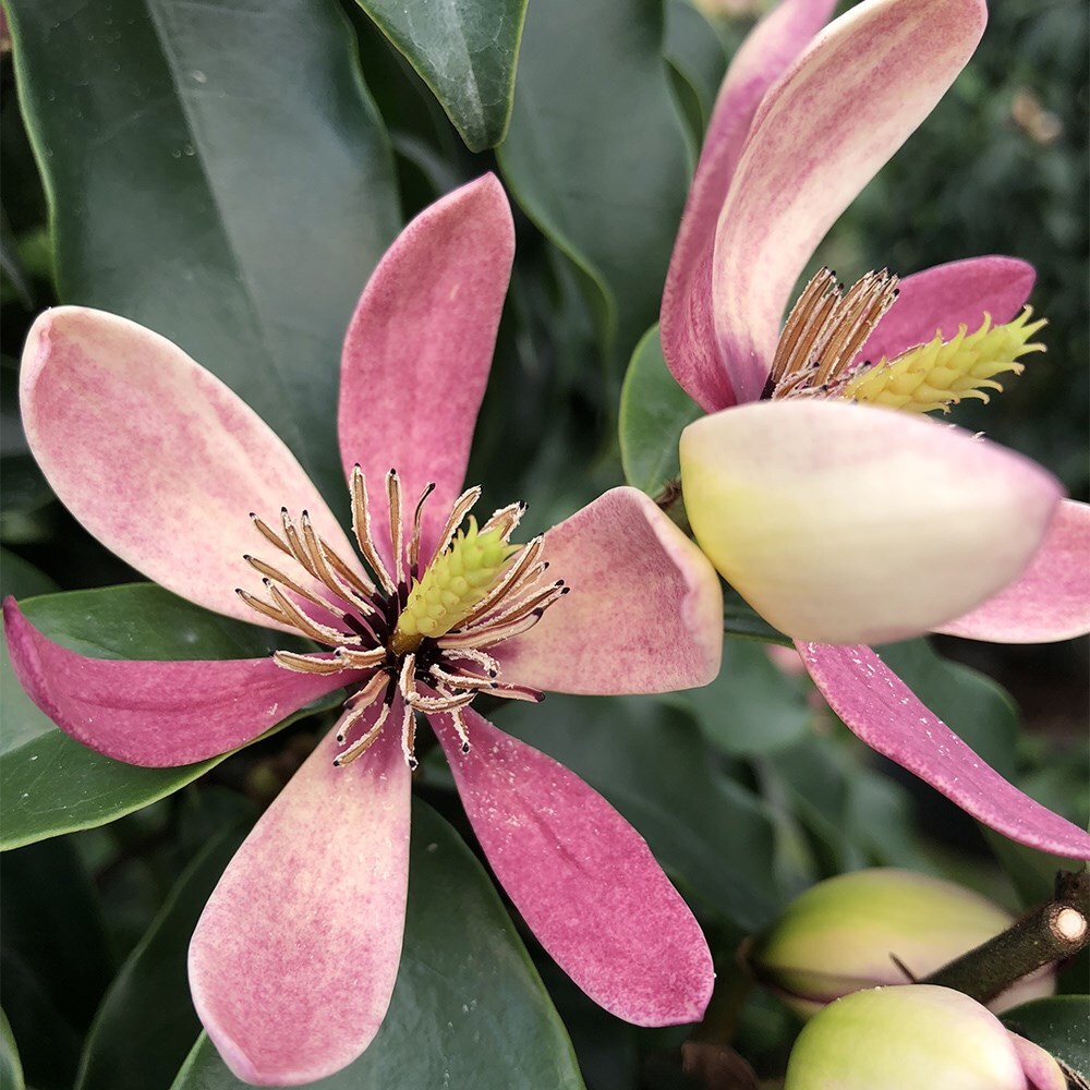 <i>Magnolia</i> 'Stellar Ruby' (PBR)