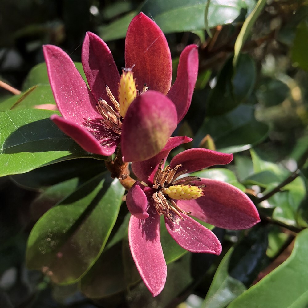 <i>Magnolia</i> 'Stellar Ruby' (PBR)