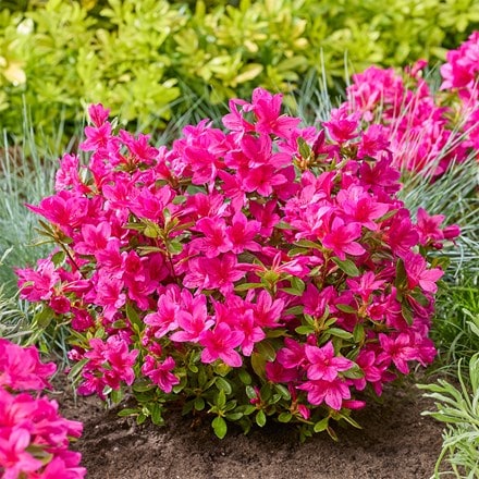 Rhododendron Encore Autumn Prince