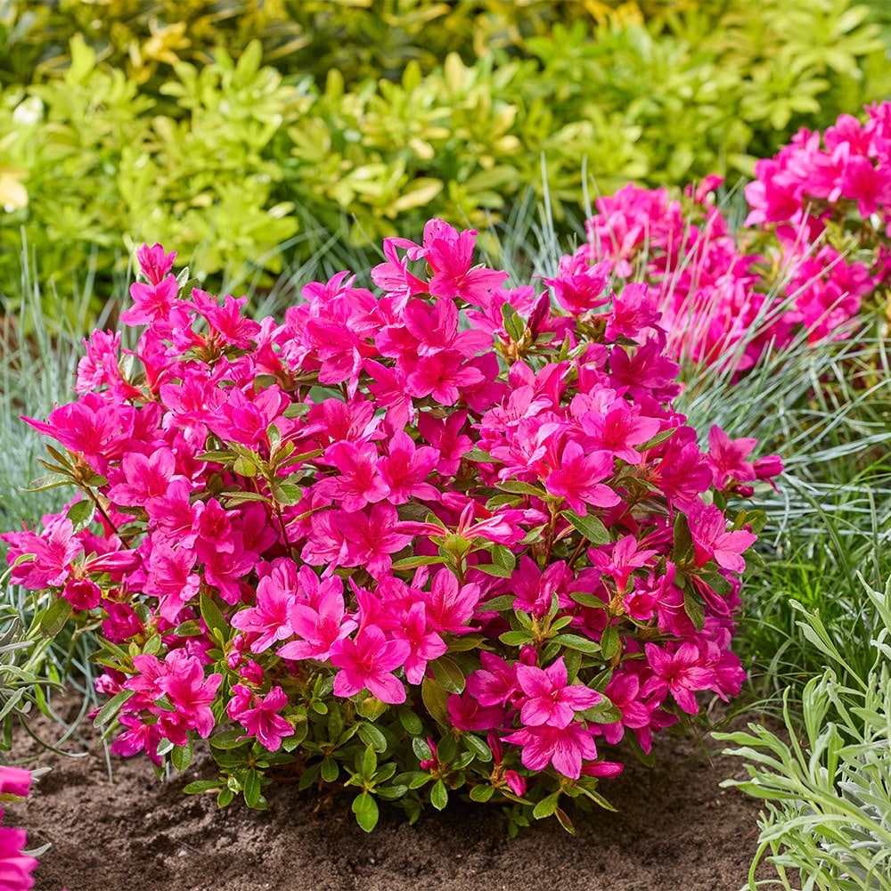 <i>Rhododendron</i> 'Encore Autumn Prince'