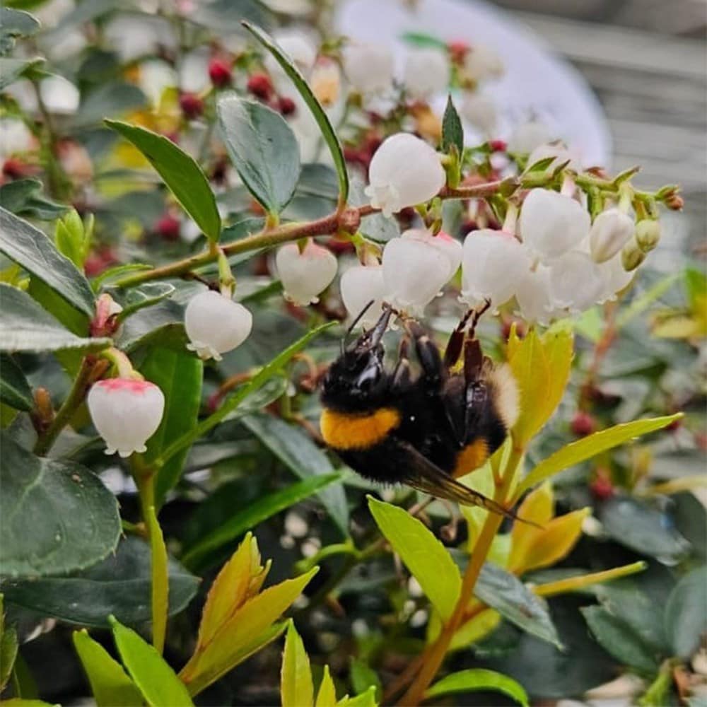 <i>Gaultheria</i> <b class=small-caps>Florry</b> ('HO120') (PBR)