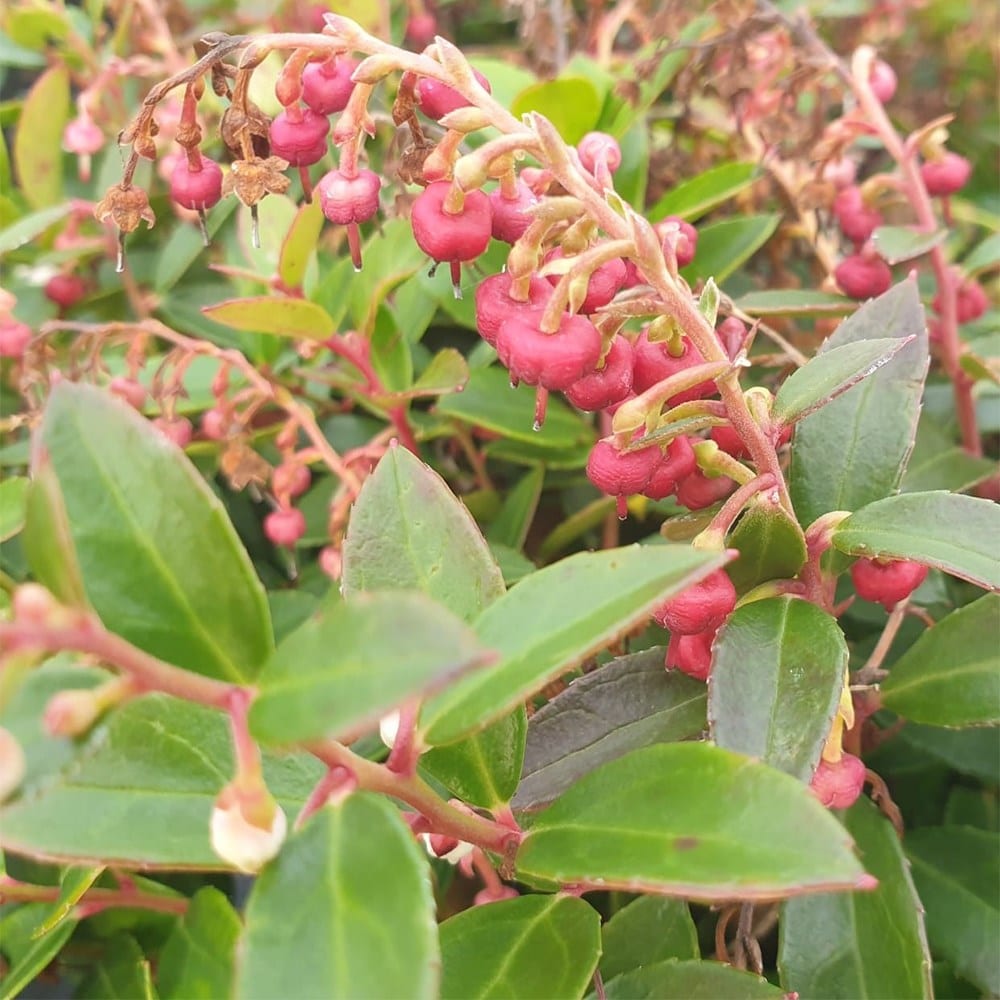 <i>Gaultheria</i> <b class=small-caps>Florry</b> ('HO120') (PBR)