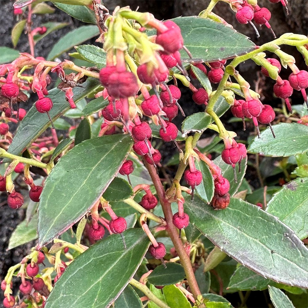 <i>Gaultheria</i> <b class=small-caps>Florry</b> ('HO120') (PBR)