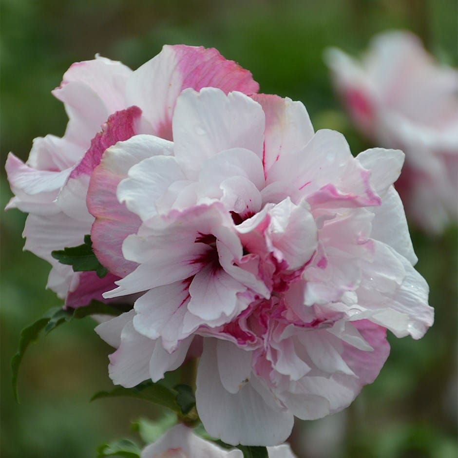 <i>Hibiscus syriacus</i> <b class=small-caps>French Cabaret® Pastel</b> ('Mindouw4') (PBR)
