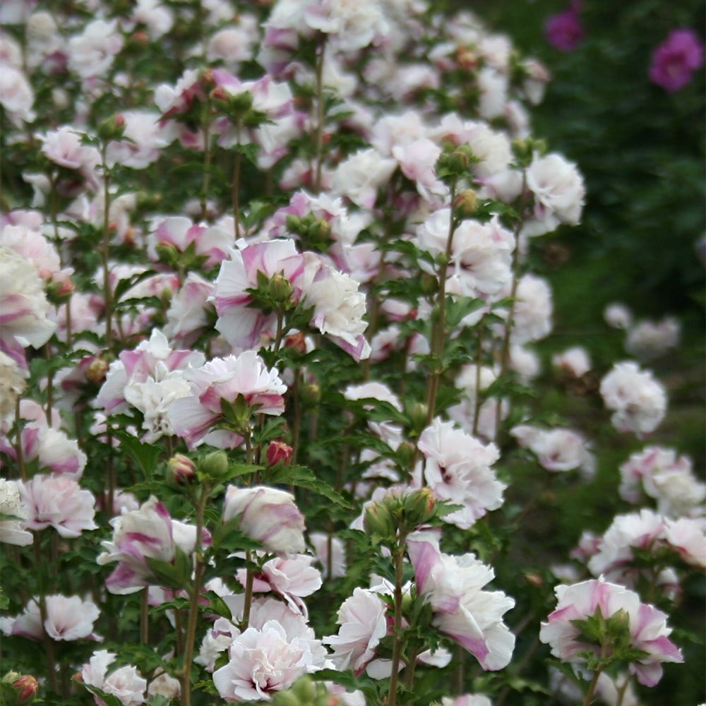 <i>Hibiscus syriacus</i> <b class=small-caps>French Cabaret® Pastel</b> ('Mindouw4') (PBR)