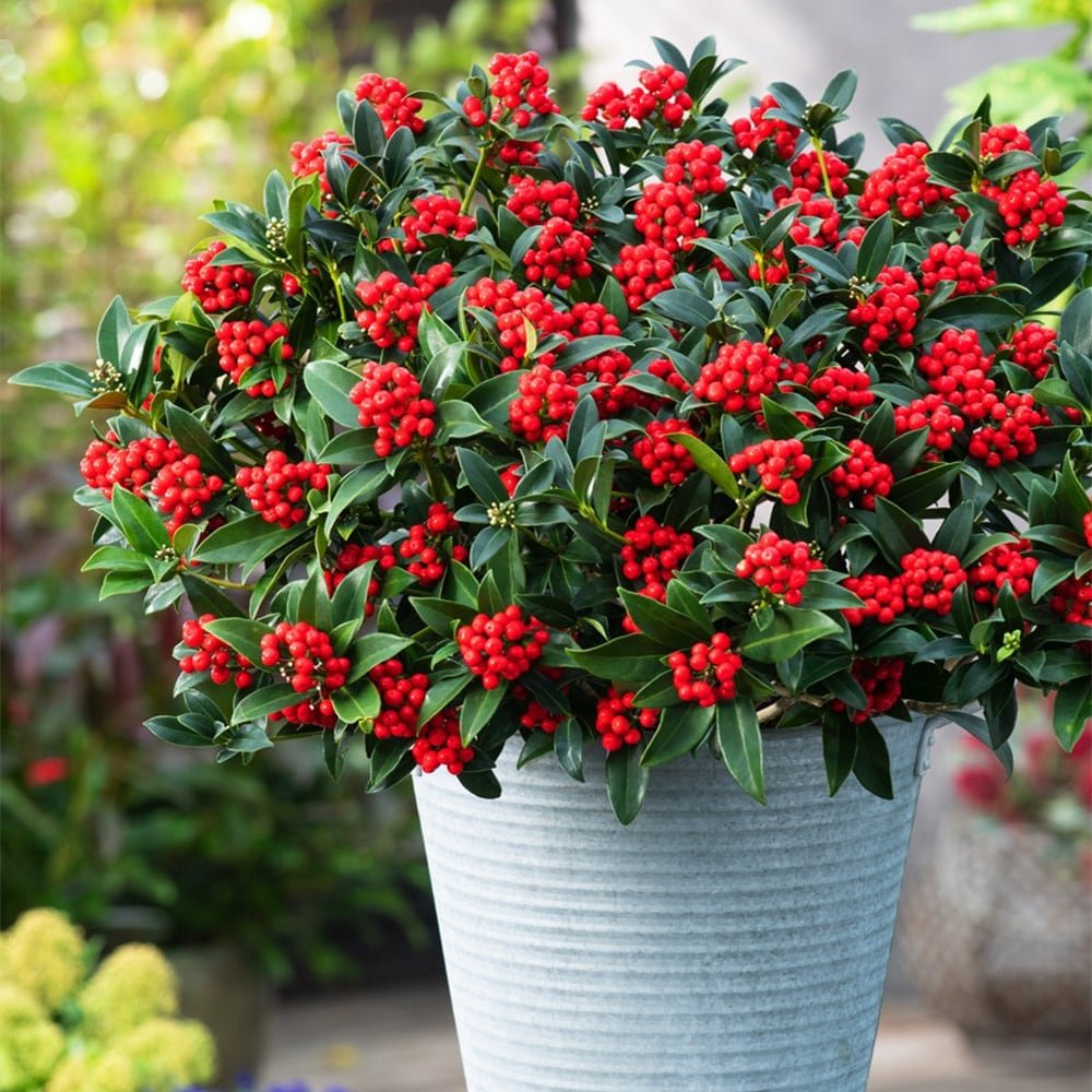 <i>Skimmia japonica</i> <b class=small-caps>Cleopatra</b> ('Snep24') (PBR)