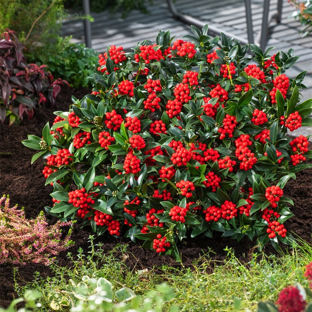 <i>Skimmia japonica</i> <b class=small-caps>Cleopatra</b> ('Snep24') (PBR)