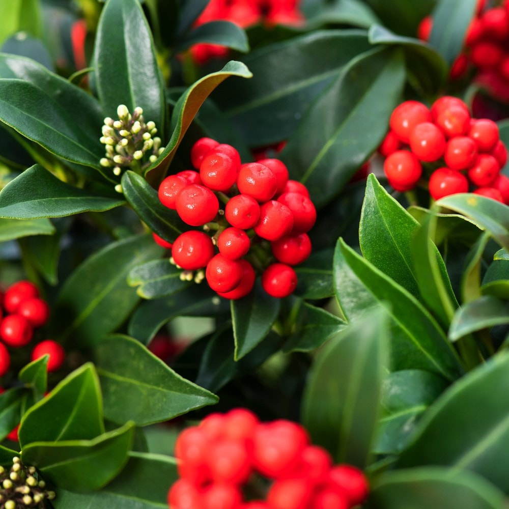 <i>Skimmia japonica</i> <b class=small-caps>Cleopatra</b> ('Snep24') (PBR)