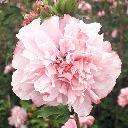 Hibiscus syriacus French Cabaret® Pink ('Mindoup17') (PBR)