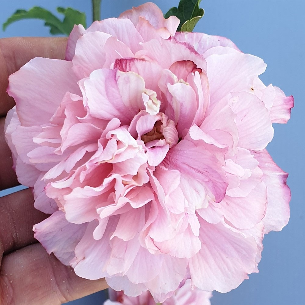 <i>Hibiscus syriacus</i> <b class=small-caps>French Cabaret® Pink</b> ('Mindoup17') (PBR)