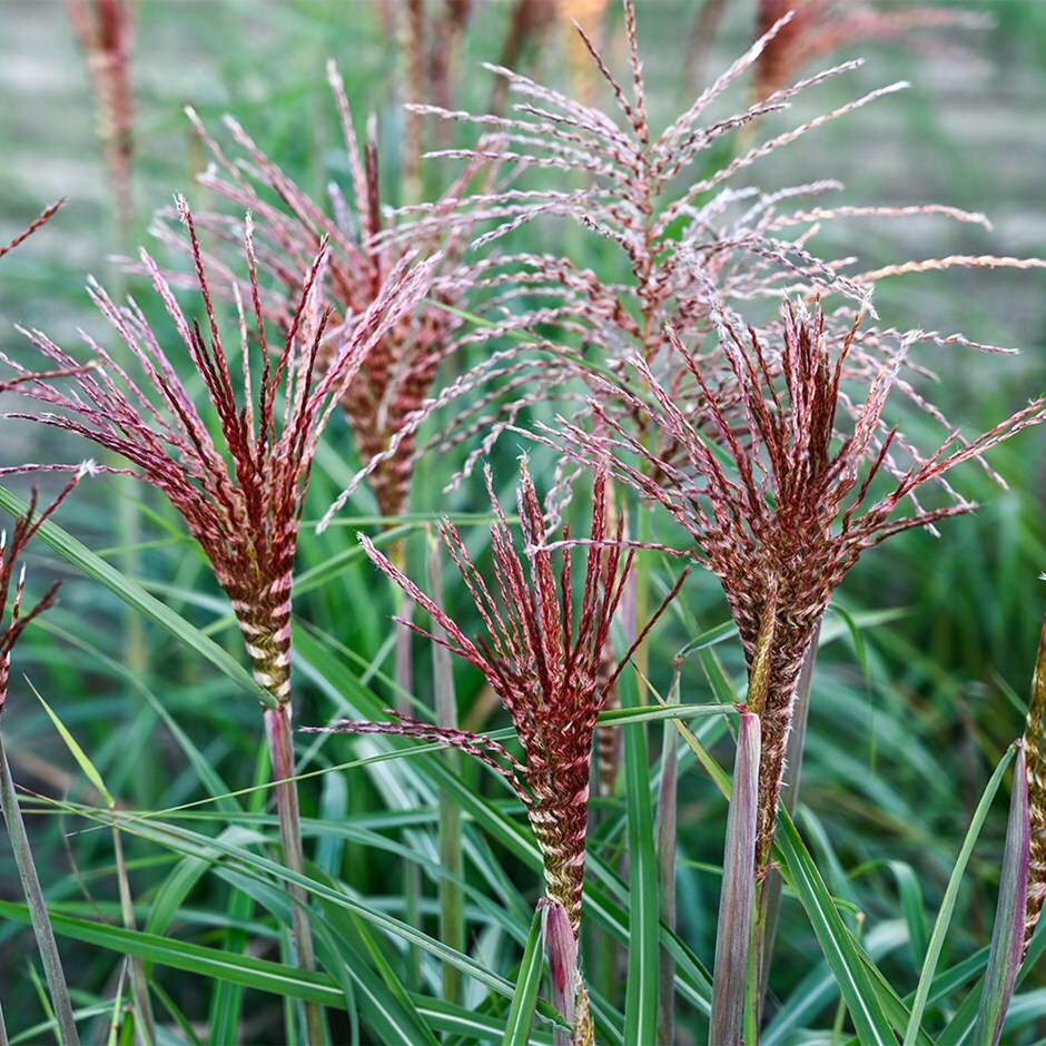 Chinese silver grass