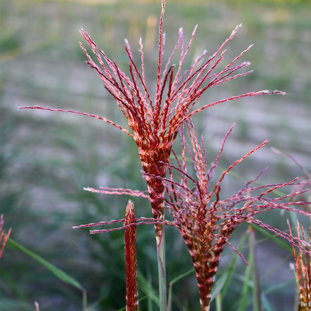 <i>Miscanthus sinensis</i> <b class=small-caps>Spiral Flame</b> ('8') (PBR)
