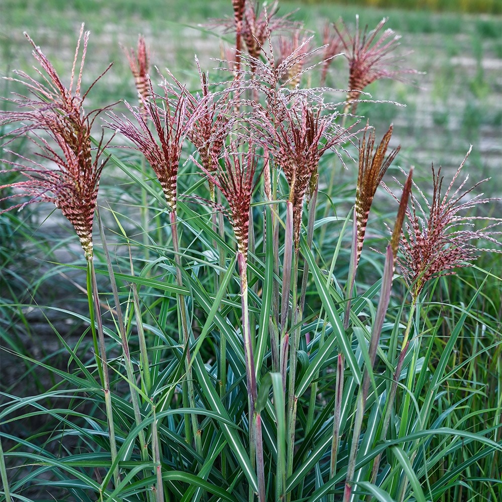 <i>Miscanthus sinensis</i> <b class=small-caps>Spiral Flame</b> ('8') (PBR)