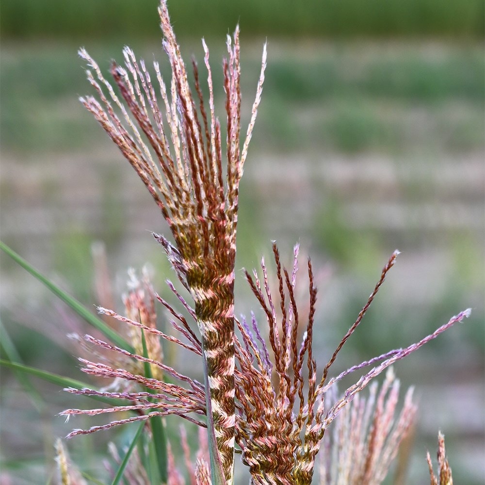 <i>Miscanthus sinensis</i> <b class=small-caps>Spiral Flame</b> ('8') (PBR)