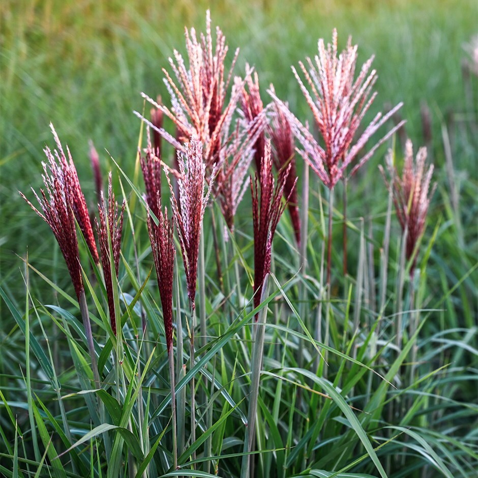Chinese silver grass