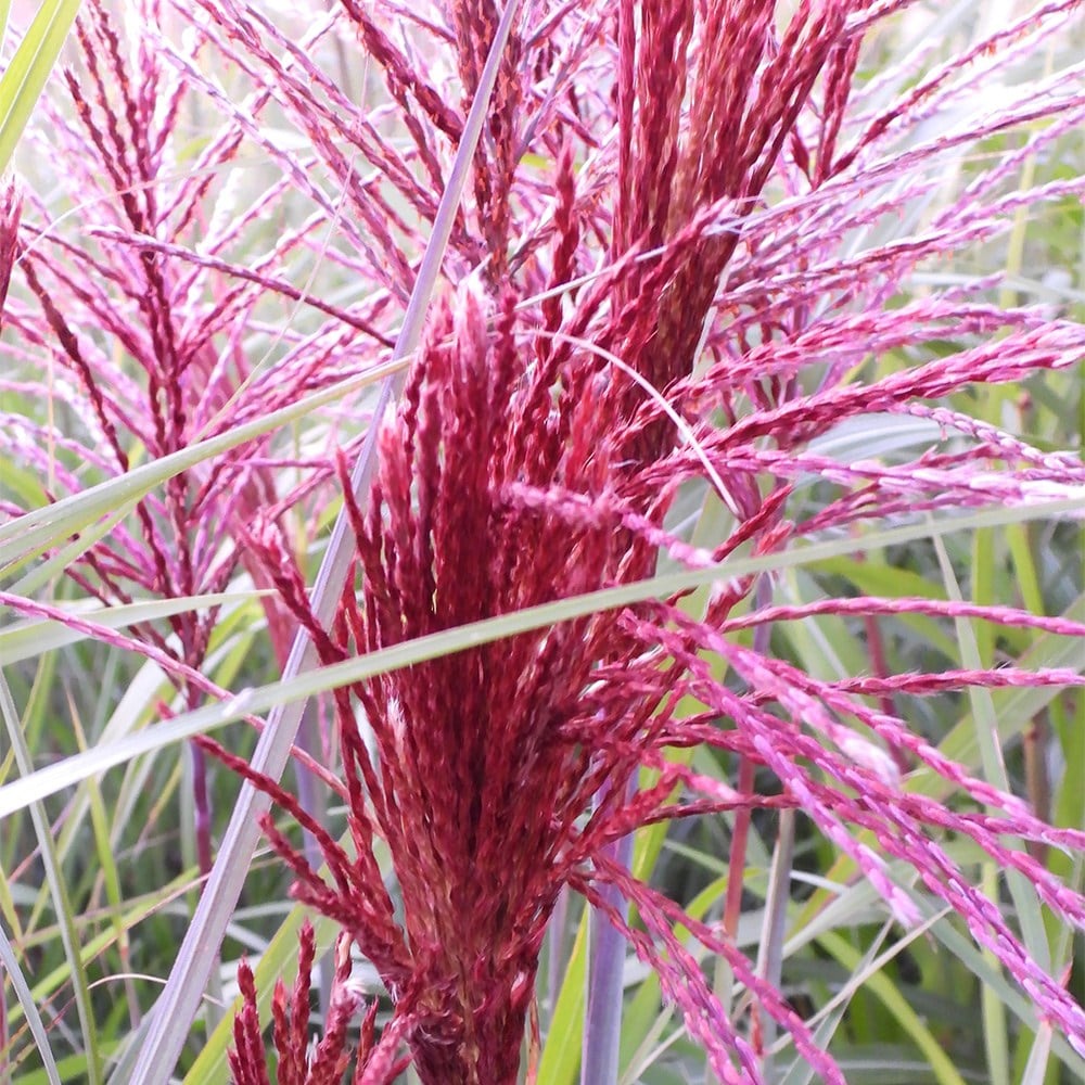 <i>Miscanthus sinensis</i> <b class=small-caps>Piccolo Rubino</b> ('AM2021-1') (PBR)