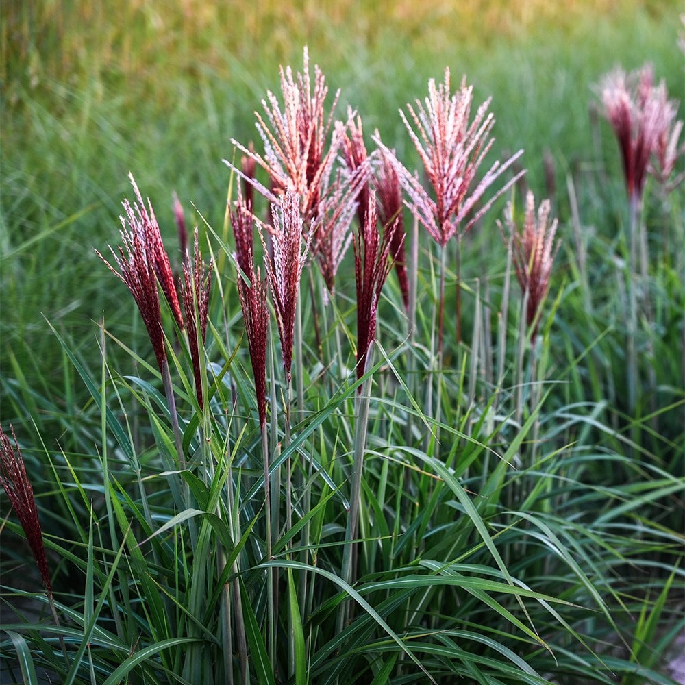 <i>Miscanthus sinensis</i> <b class=small-caps>Piccolo Rubino</b> ('AM2021-1') (PBR)