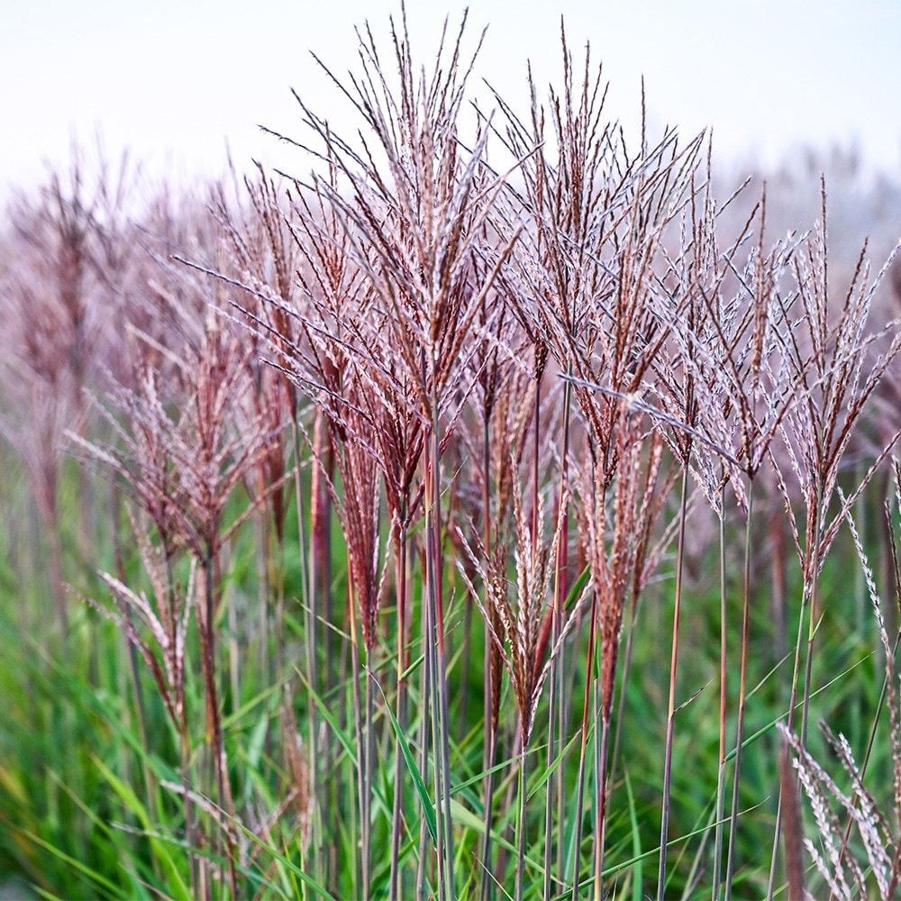 <i>Miscanthus sinensis</i> <b class=small-caps>Piccolo Rubino</b> ('AM2021-1') (PBR)